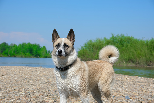 Buhund Norvégien